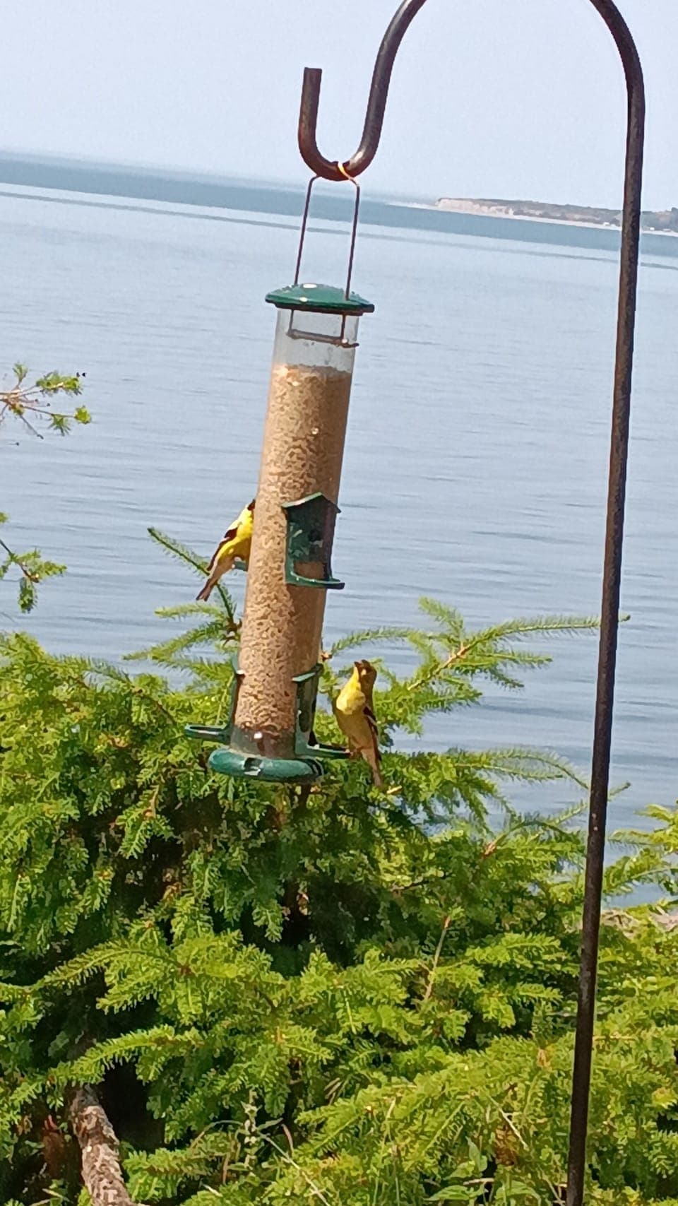 Bird feeder near back deck