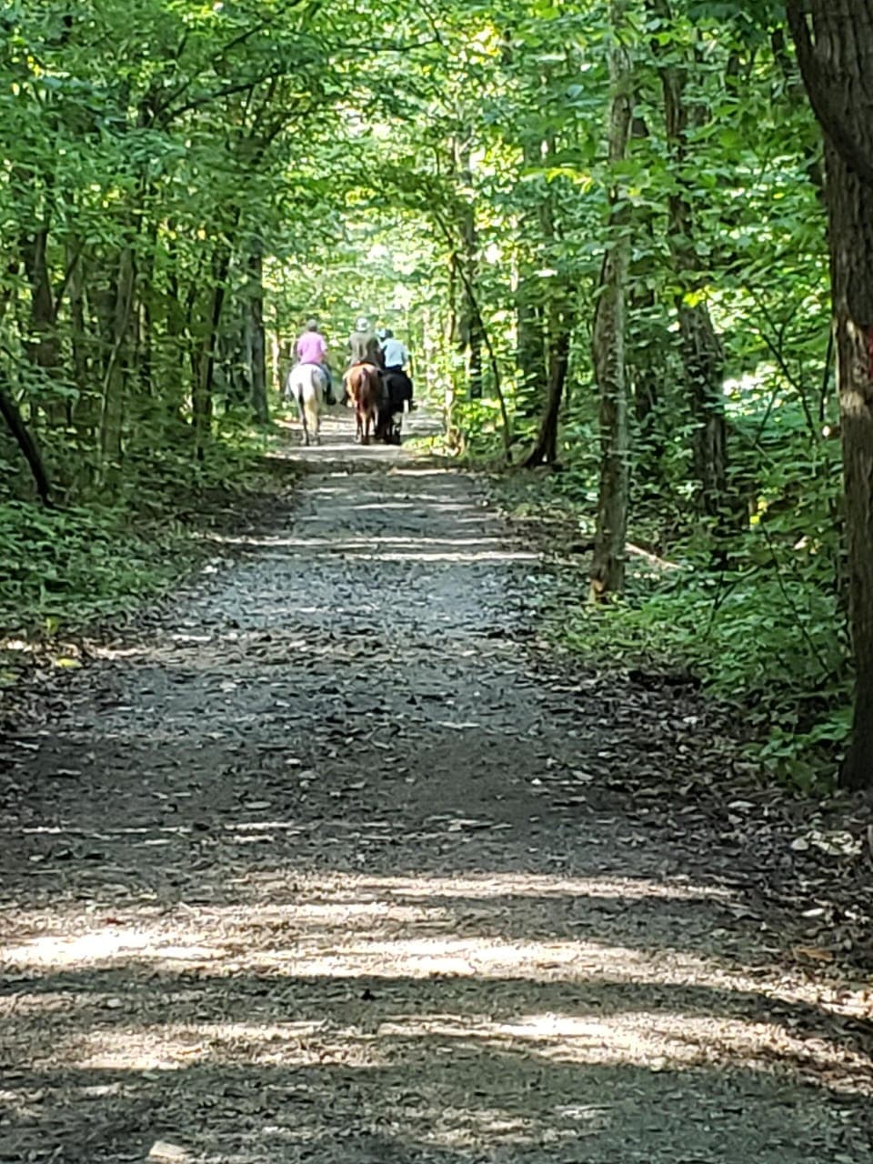 Nearby hiking at one of the many metroparks