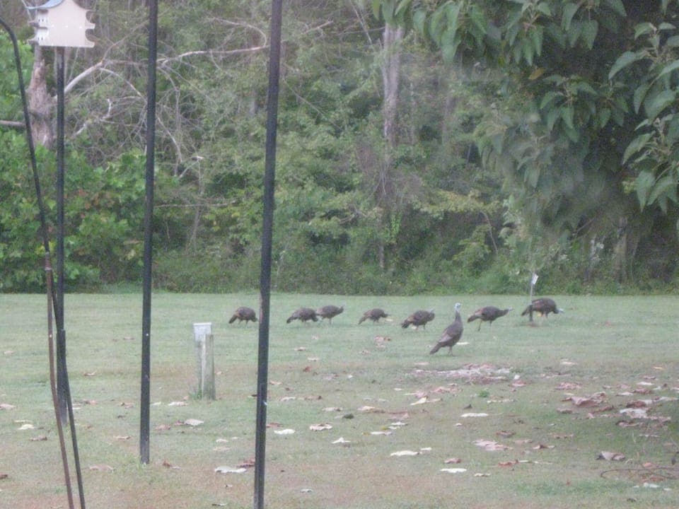 the Rowdy neighbors