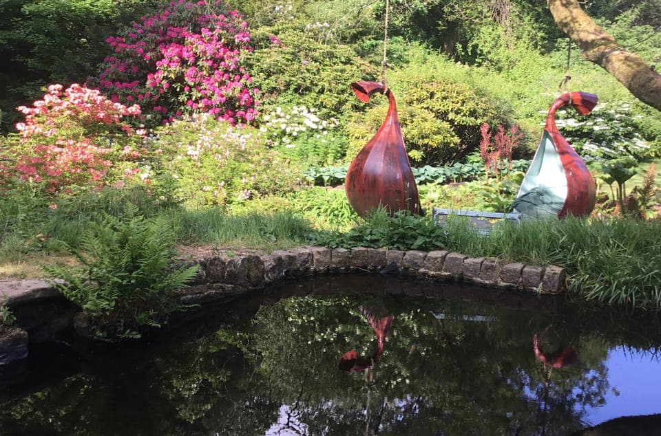 Azaleas and Rhododendrons love our acid soil