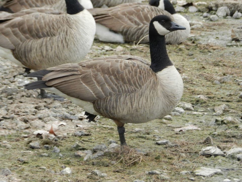 Loud honking Canadian Geese on the shoreline.