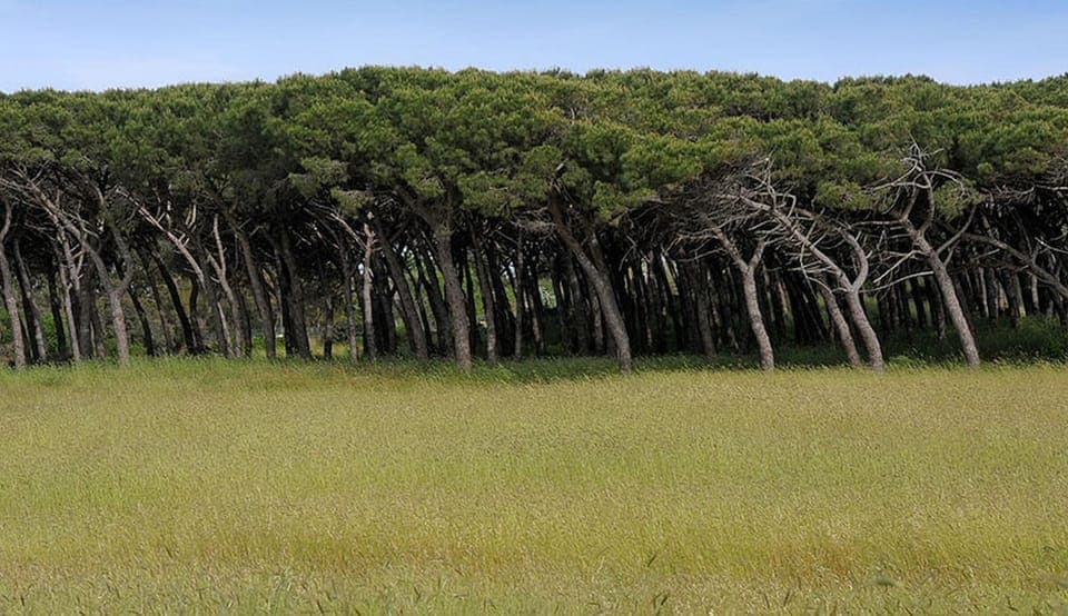 A pine grove behind the beach, sculpted by the wind