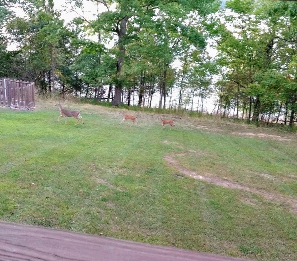Local deer making their way through the back yard!