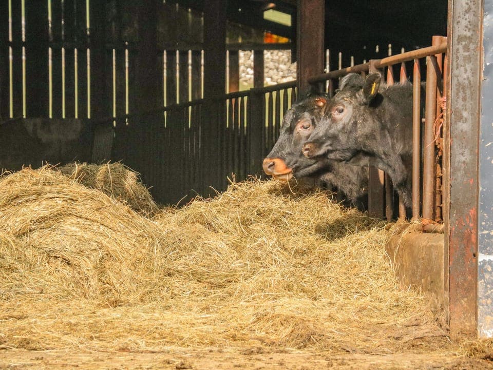 Cottage | Miscellaneous