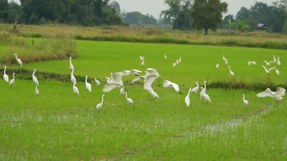 Herons in the rice fields