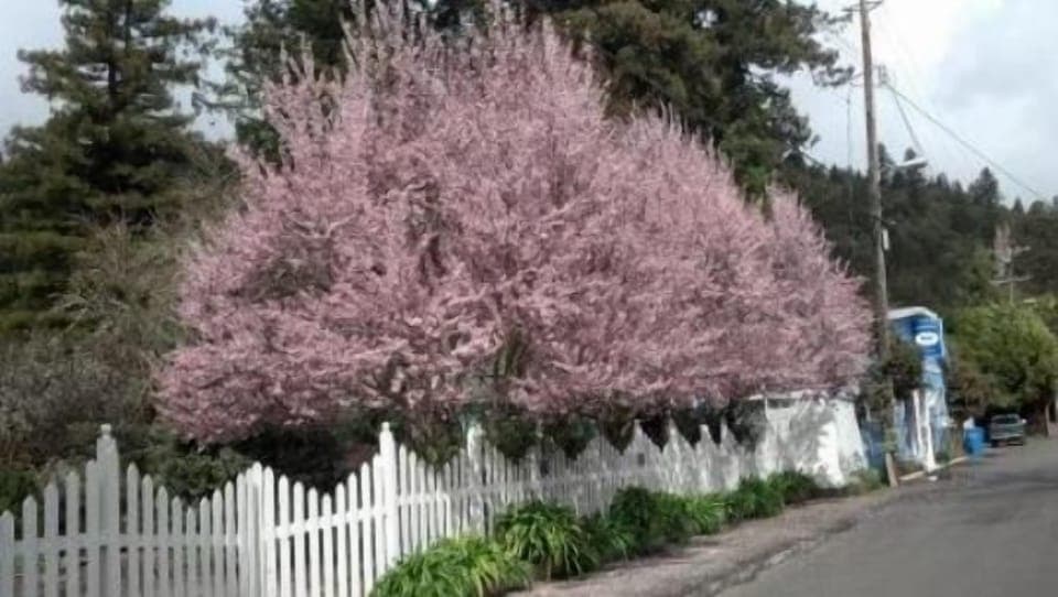 Springtime at Grandma's House.  Cherry blossoms in bloom
