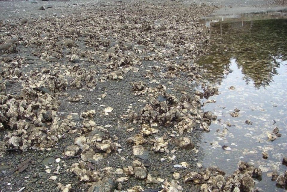 Oysters!  We seed the beach each year to make sure there are plenty.