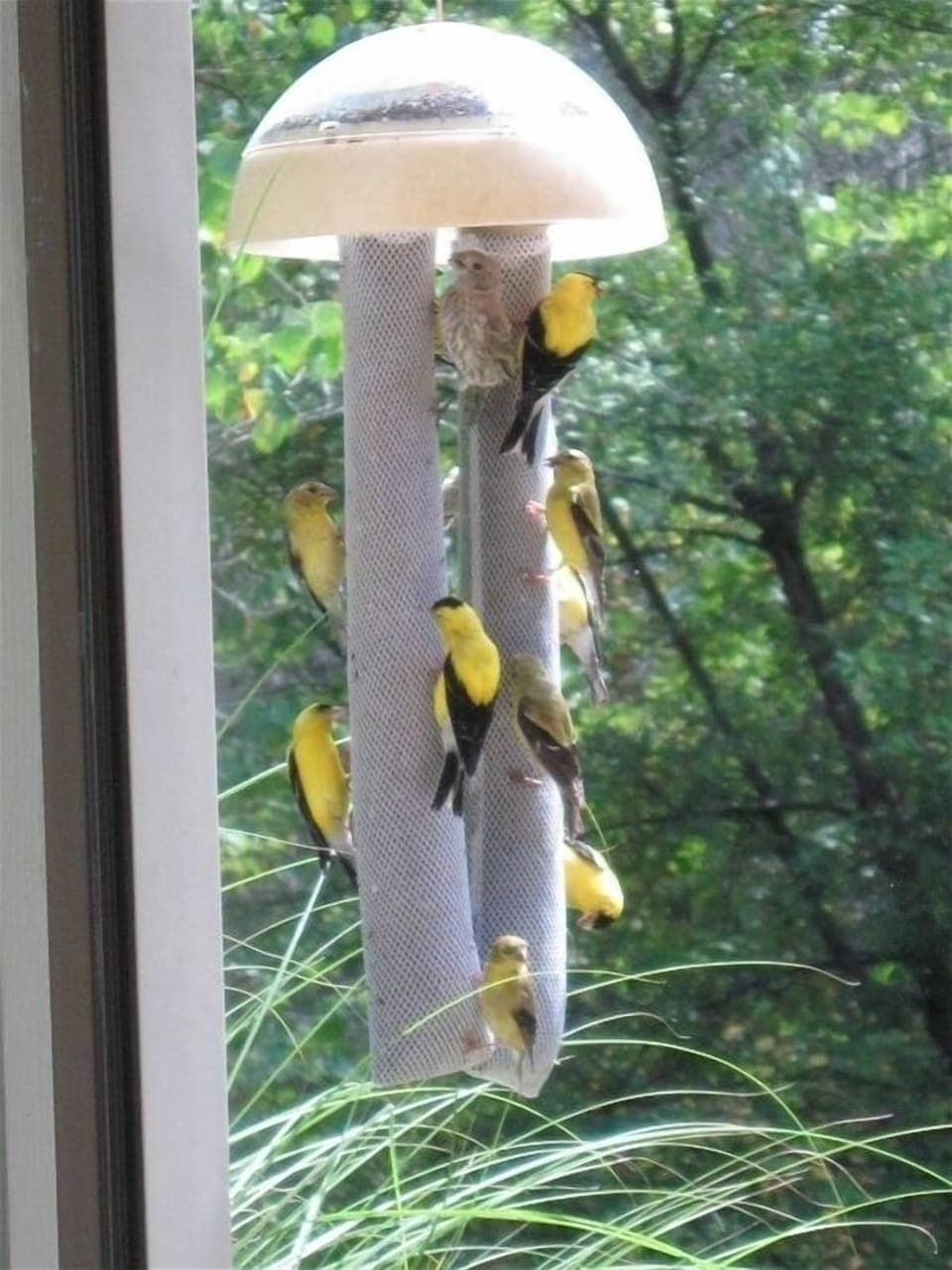 Watch the goldfinch, hummingbirds and woodpeckers at feeders.
