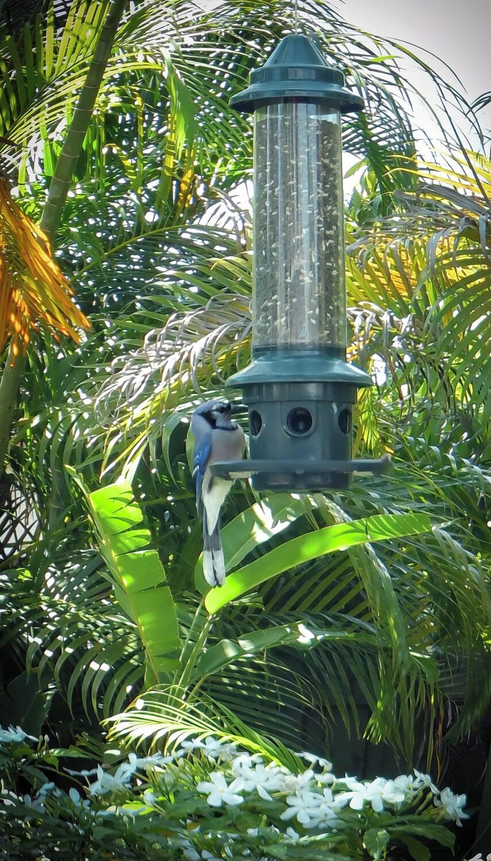 Tropical Birds fly around the pool all day