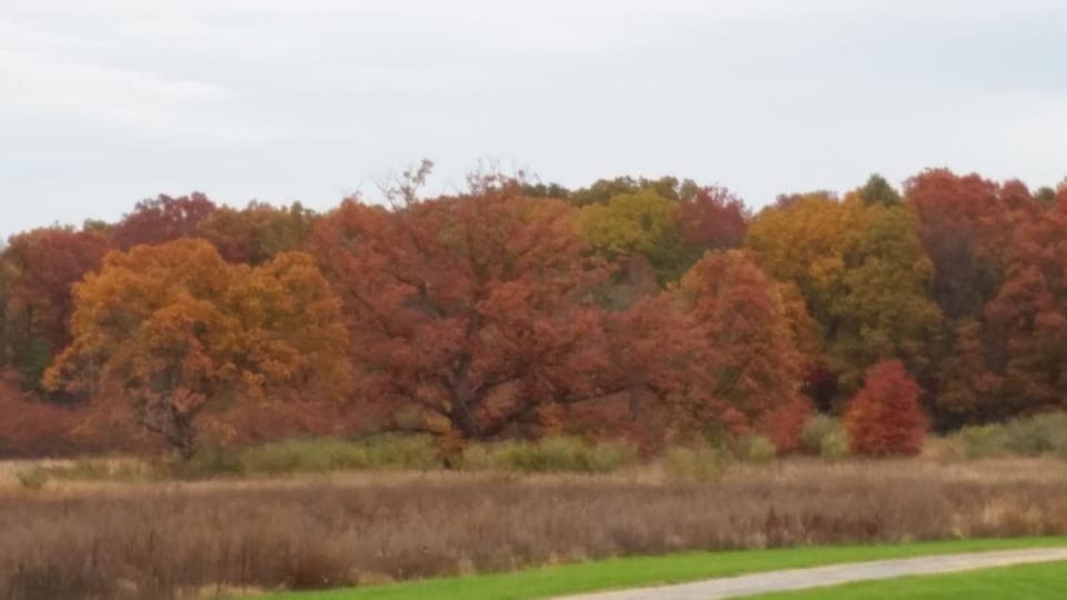Fall on the farm. This view is from the pool.