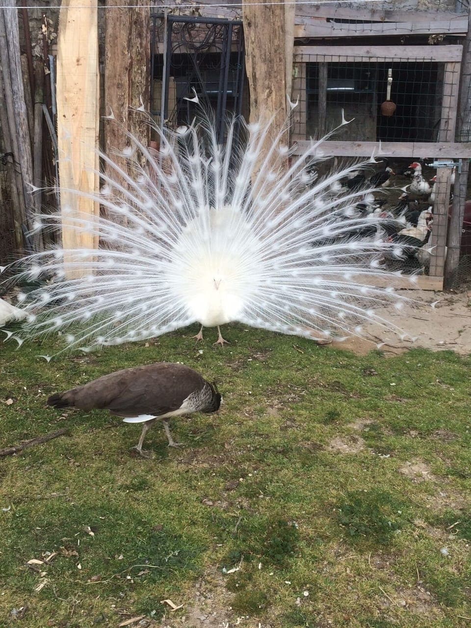 Biondino courting Nerina 