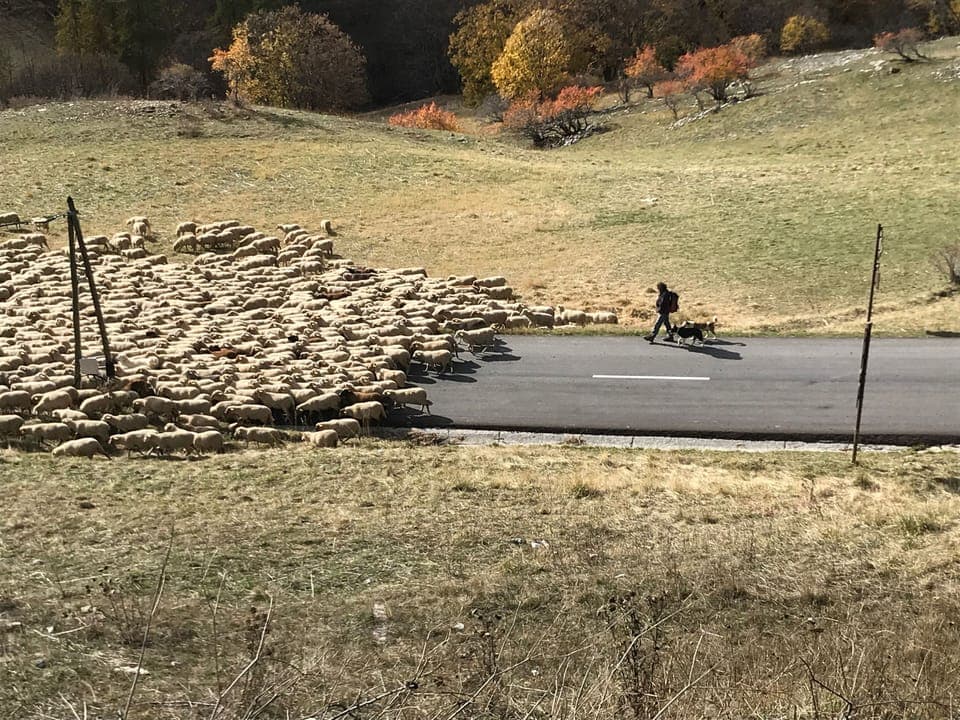 In the Autumn the shepherds move their flocks down the valley