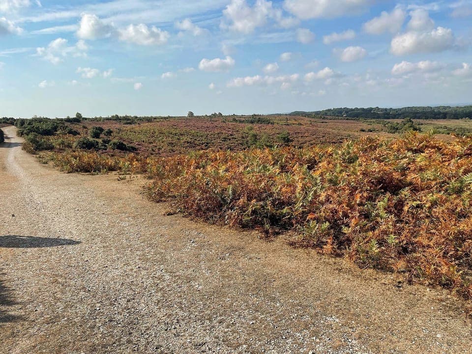 Surrounding area | Picket Hill Cottage - New Forest Cottages, Picket Hill, near Ringwood