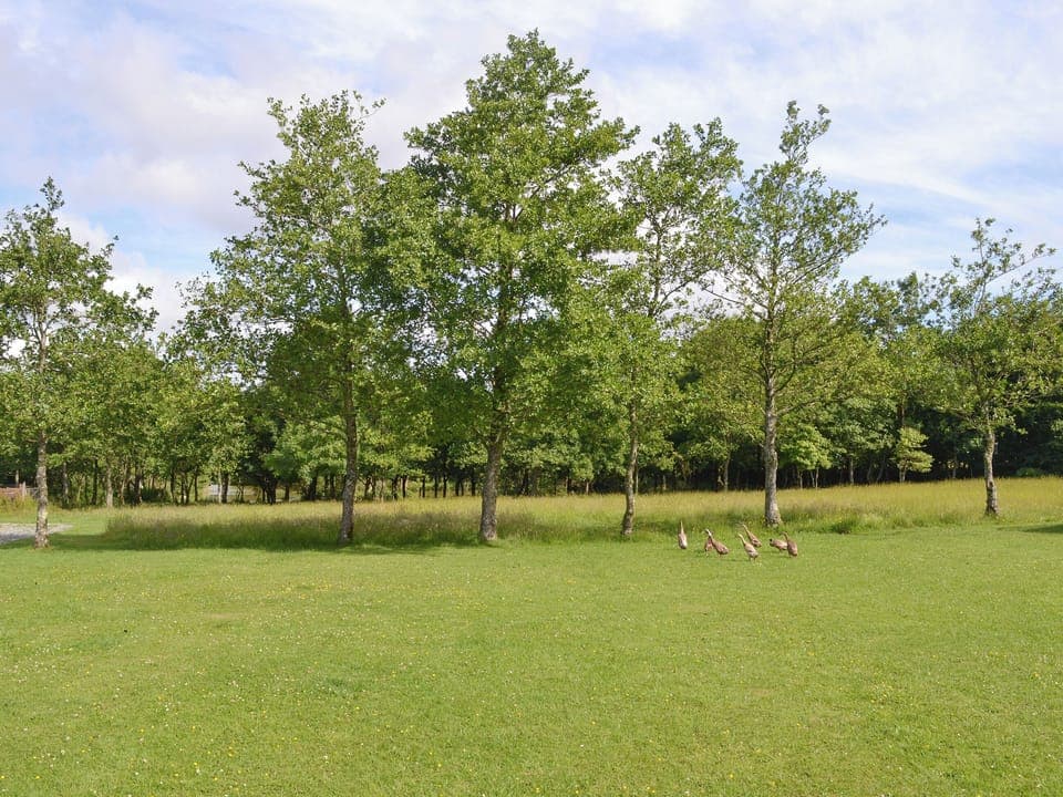 Well-maintained grounds | Thornbury Holiday Park, Woodacott, near Holsworthy