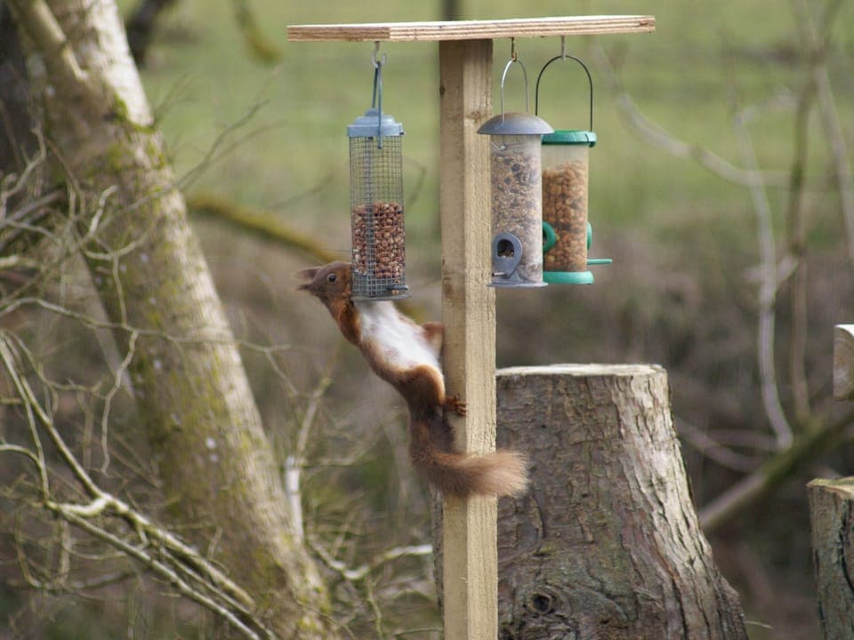 Occasional visits from the local wildlife | Riverside Cottage, Boreland, near Lockerbie