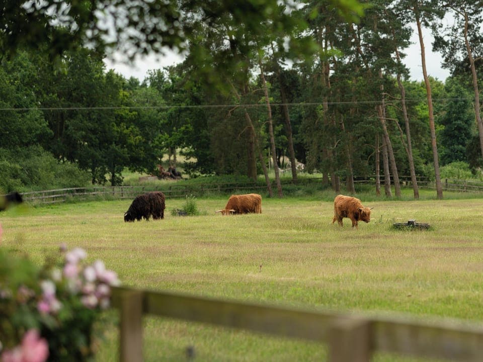 View | Covert Cottage, Diss
