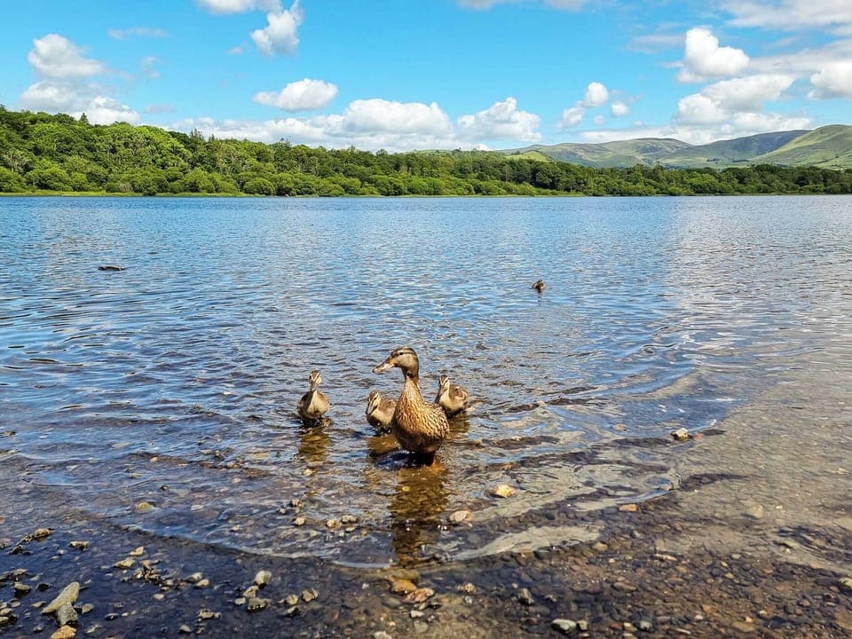 Surrounding area | Osprey Cottage, Bassenthwaite, near Keswick