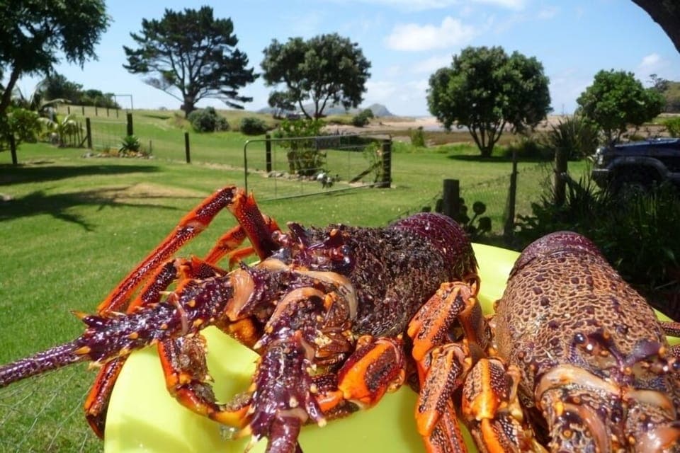 Bag that snapper, dive for cray, the ocean awaits