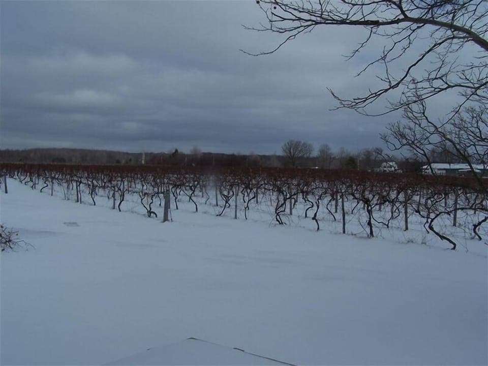 North view of yard, taken from patio off of family room