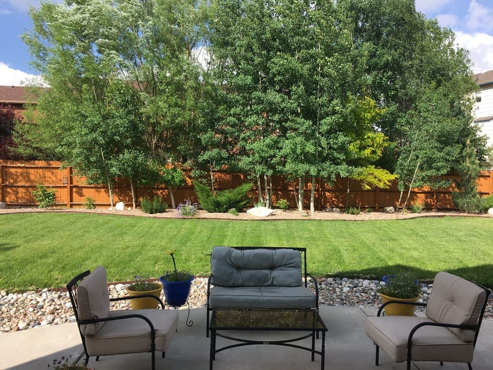 Backyard in Summer