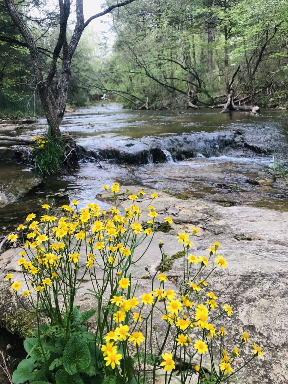 Spring flowers along the creek 