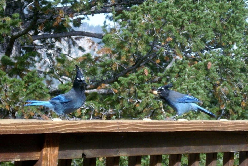 Great birdwatching all year. 
