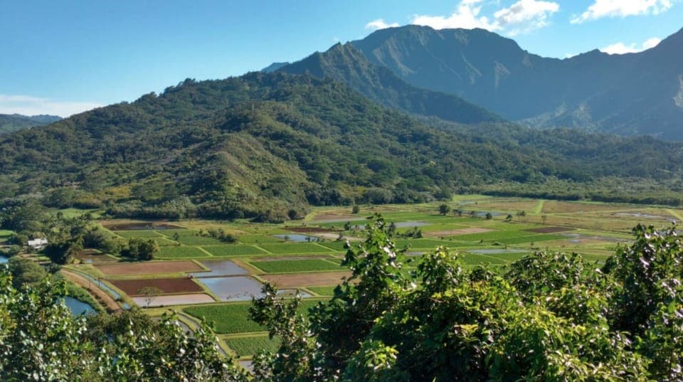 Scenic overlook - Hanalei Loi Kalo (Taro Patch) from the scenic overlook near Princeville shopping center, just before heading down the hill into Hanalei.