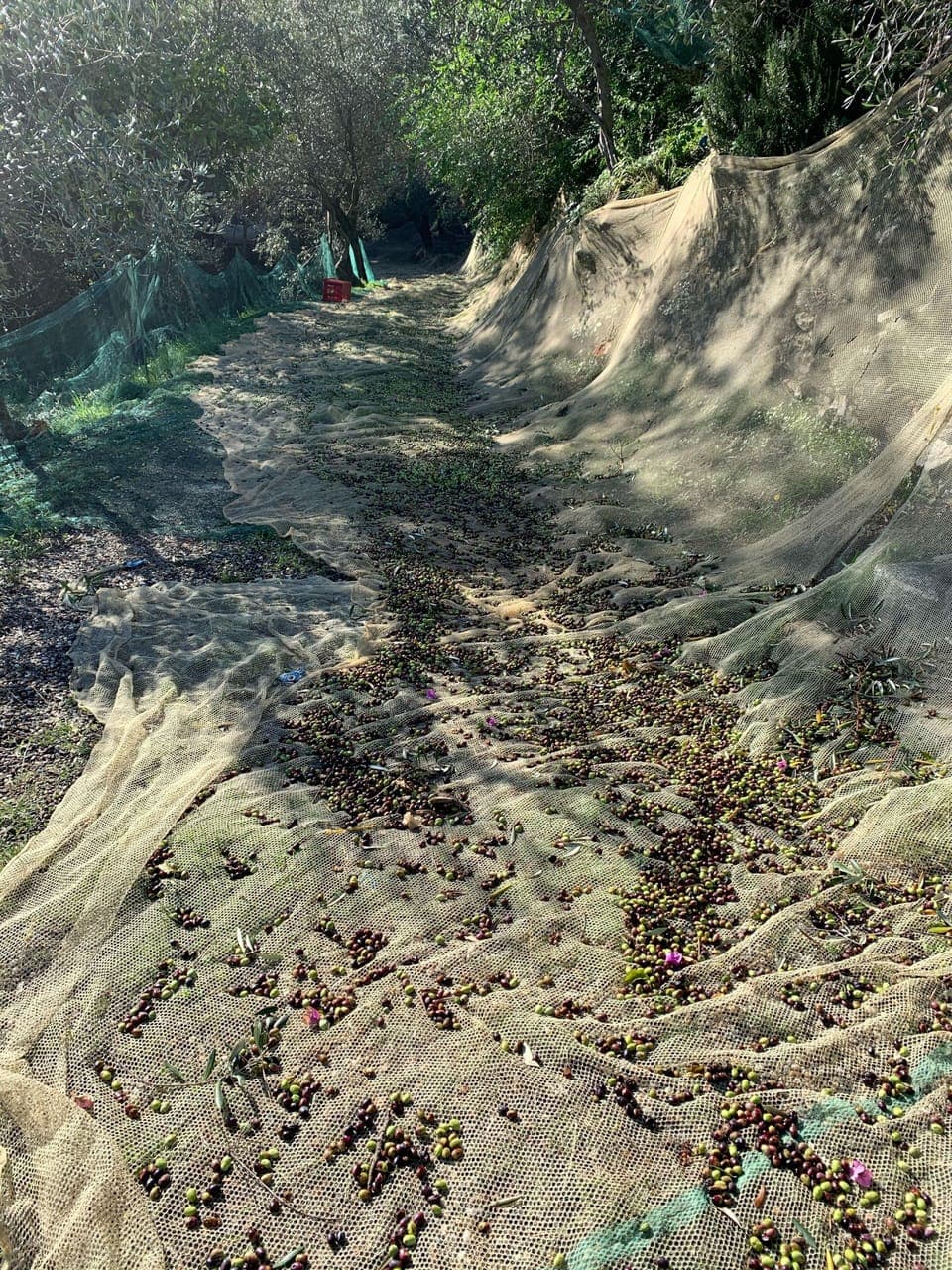 Collecting olives on Casa Bianca’s private road 