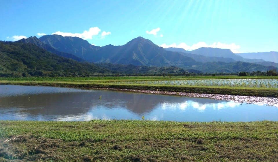 Hanalei Kalo - Mountains reflecting in the taro fields.