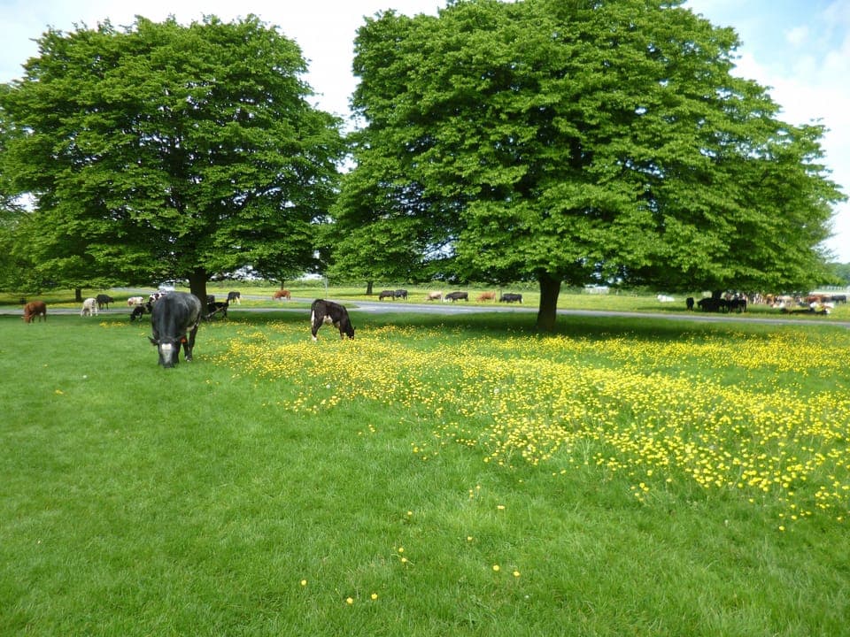 Beverley Westwood