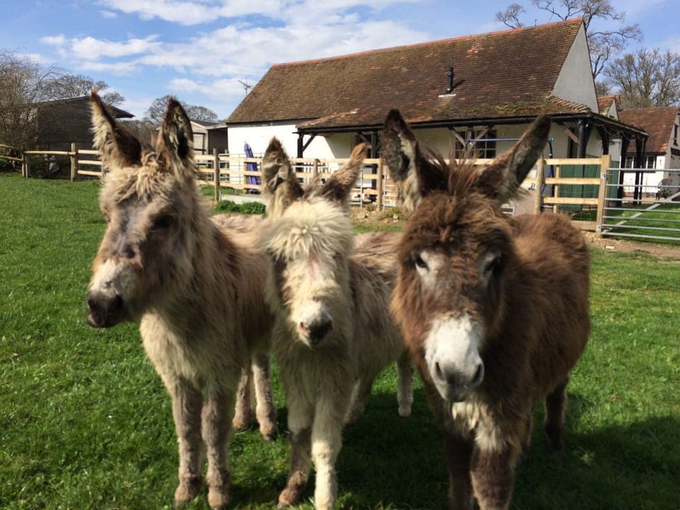 View of The Old Dairy from adjoining field
