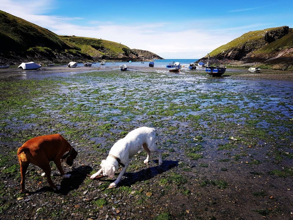 Aberfelin and Abercastle (pictured) beaches are within walking distance