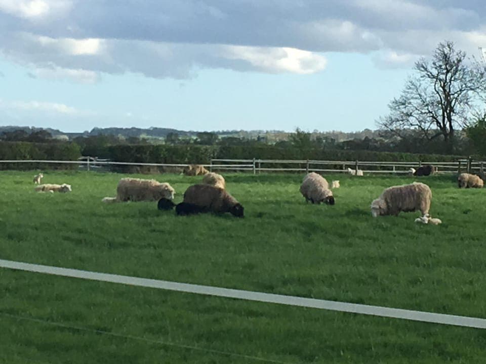 We have sheep and lambs spring through to autumn