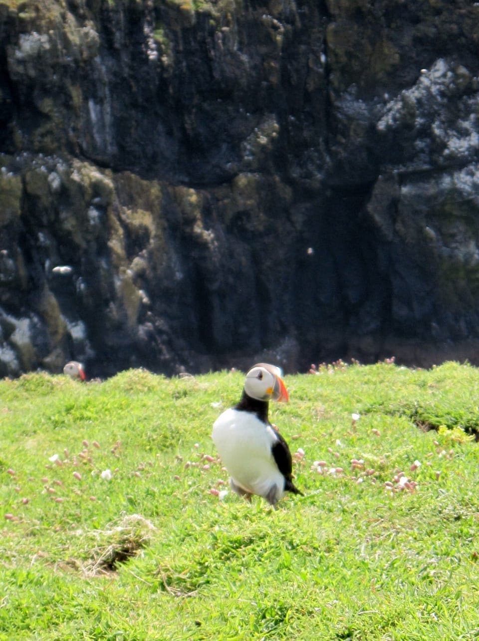 Skomer Puffin
