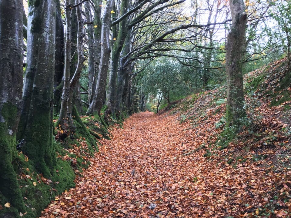 Salcombe Hill in Autumn