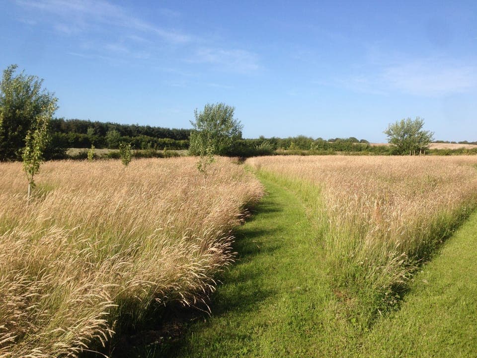Summer Evening in the Field '17