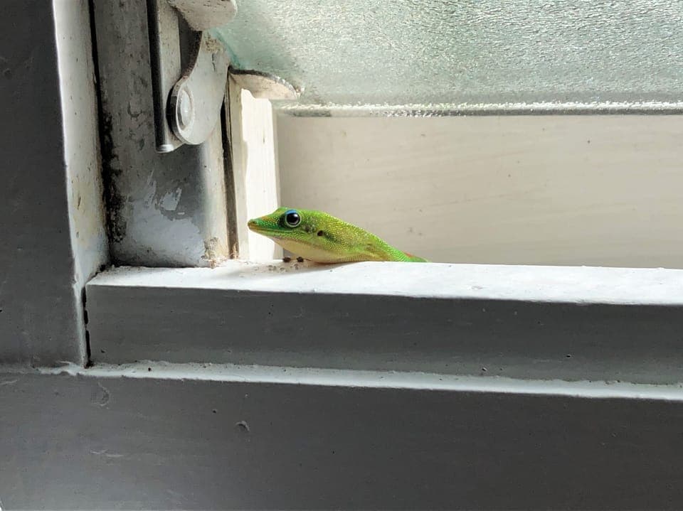 Curious and harmless.  Friendly gecko.
