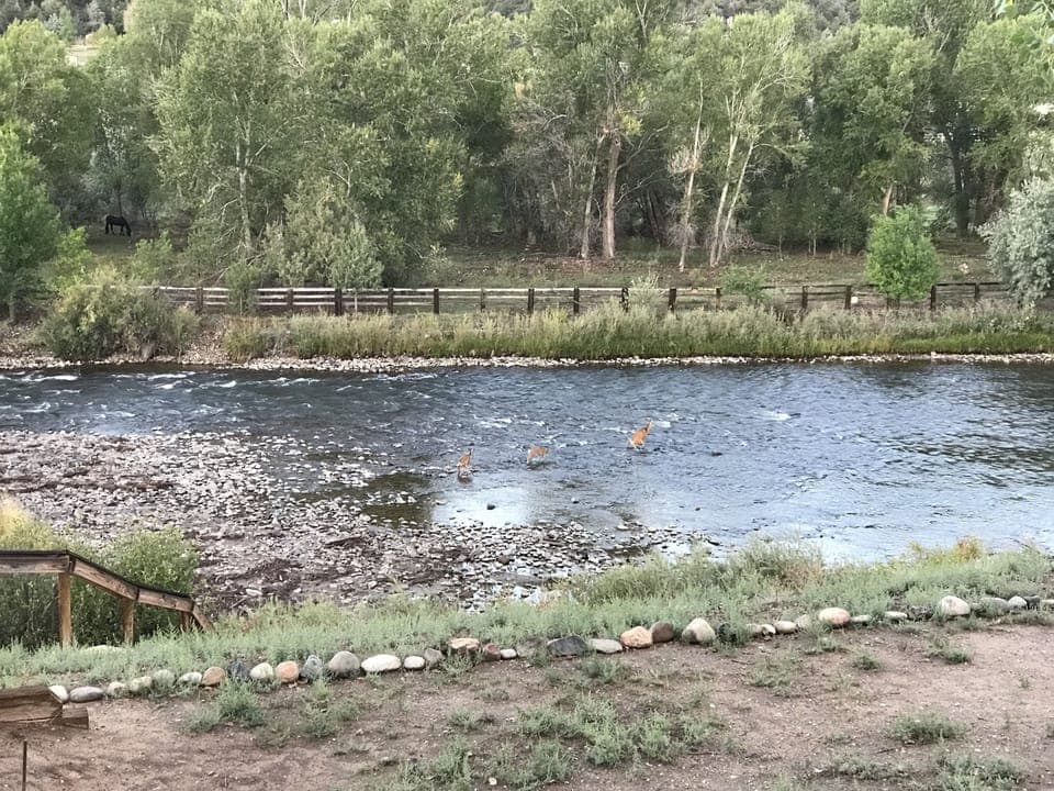 deer crossing