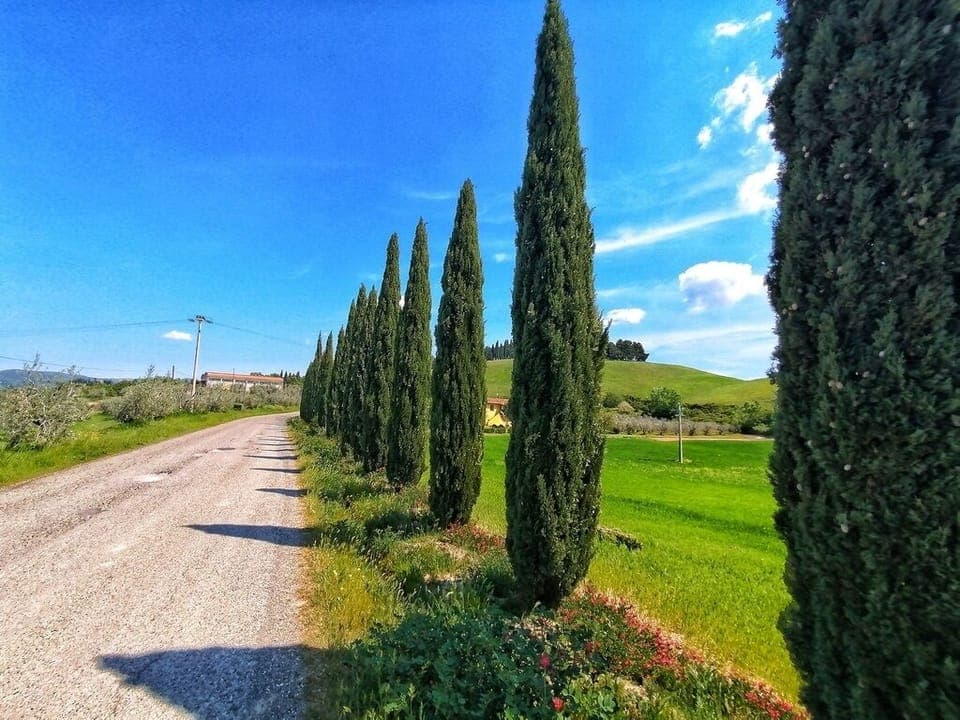 The cypresses along the street