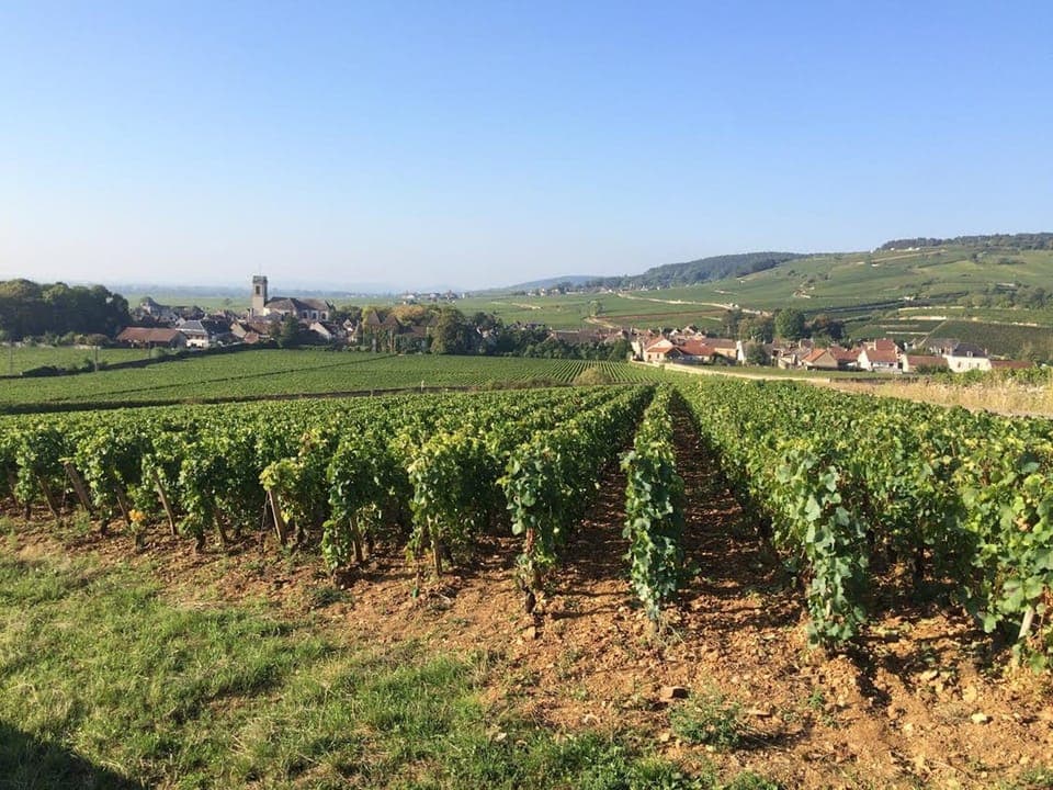 Vineyards of Pommard looking down to the village