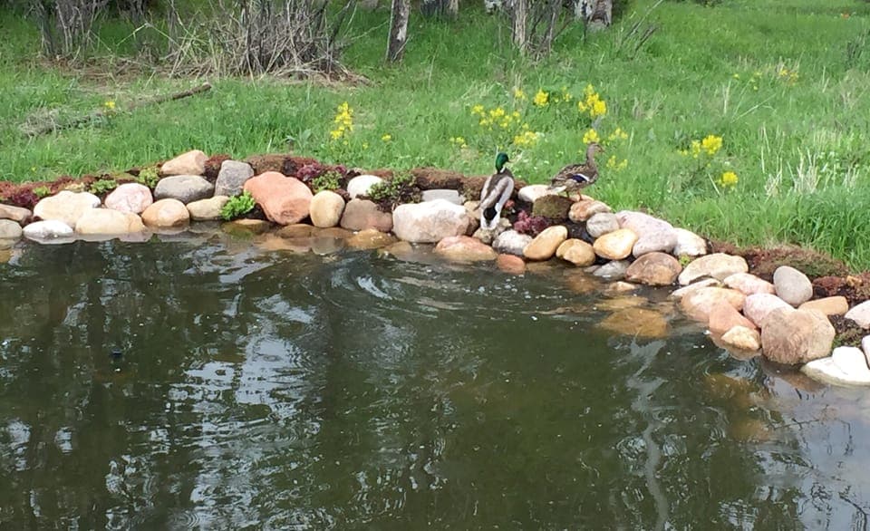Pond