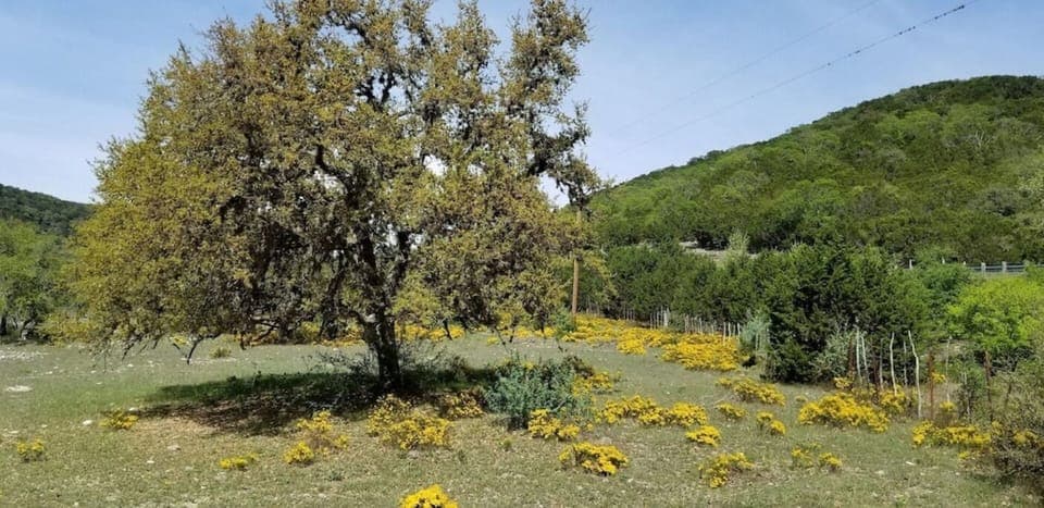 Spring floral display
