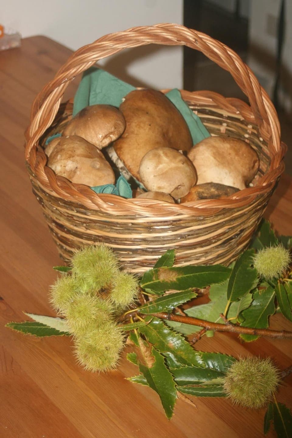 Forage for your own Porchini mushrooms 