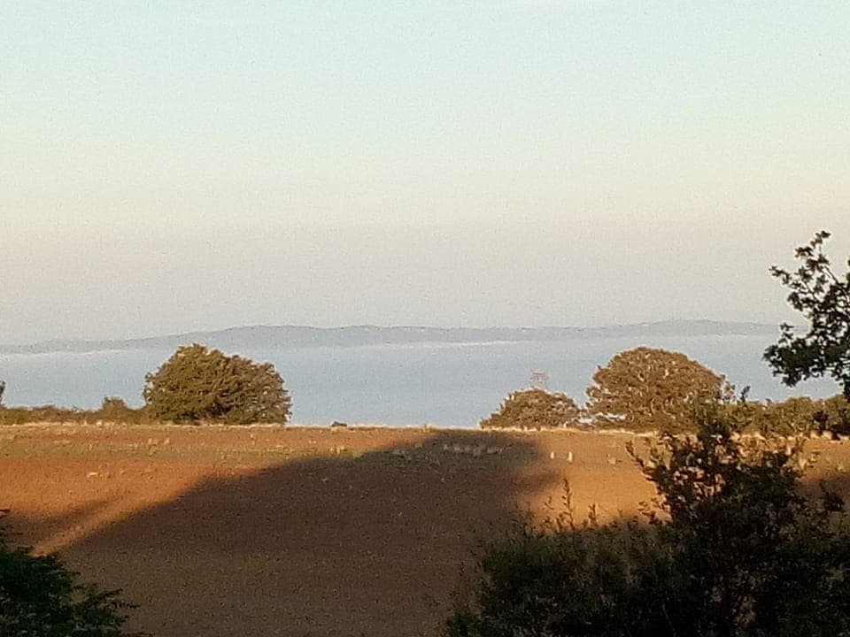 Egrets following the plough.