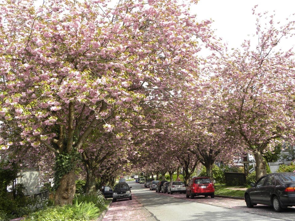 Blooming cherry trees on our street during spring