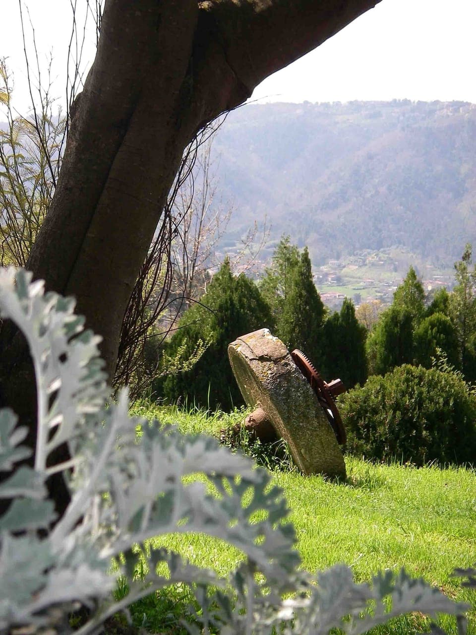 The old olive grinding stone