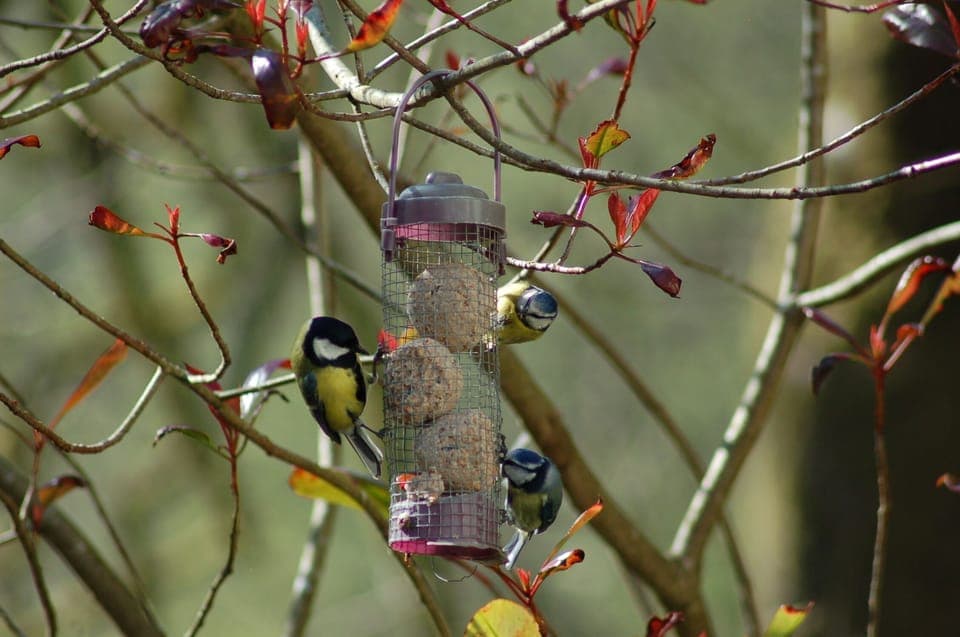 Perfect for bird spotting in the garden.