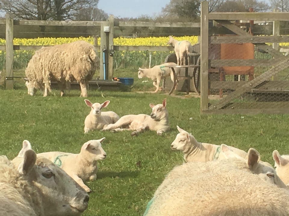 Lambs frolicking in the sunshine enjoying the grass in the garden.