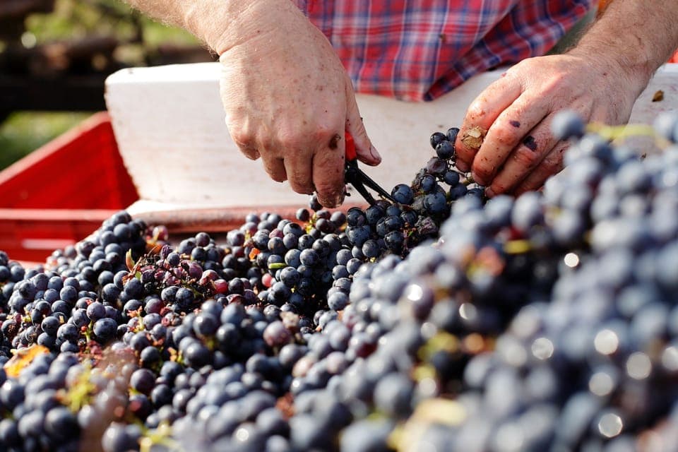 Harvest in the Loire valley