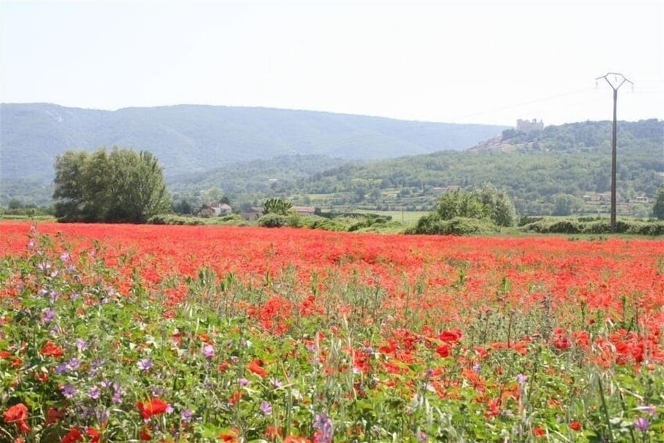 Springtime in the Luberon